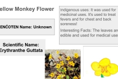 Yellowmonkeyflowerqr