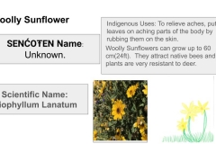 woollysunflowerQR